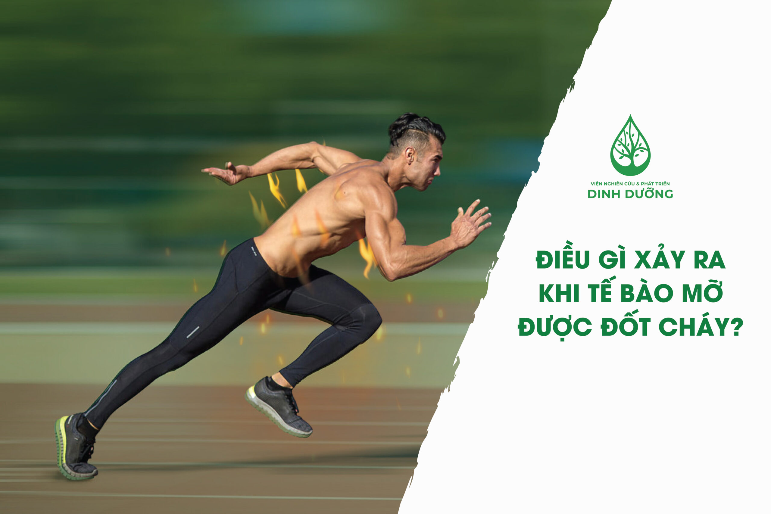 ĐIỀU GÌ XẢY RA KHI TẾ BÀO MỠ BỊ ĐỐT CHÁY?