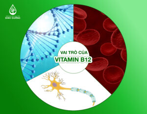 Vai trò của vitamin B12