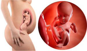 Sự tích tụ Zn trong tử cung xảy ra trong ba tháng cuối của thai kỳ