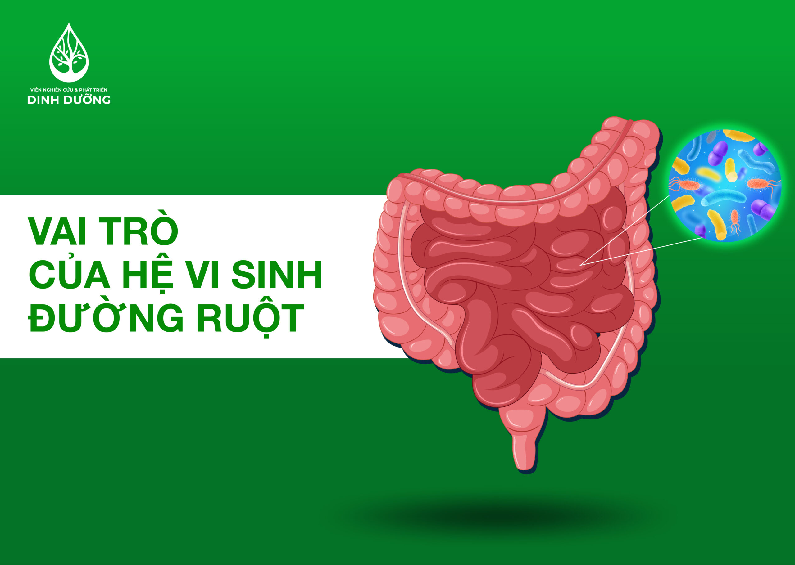 VAI TRÒ CỦA HỆ VI SINH ĐƯỜNG RUỘT