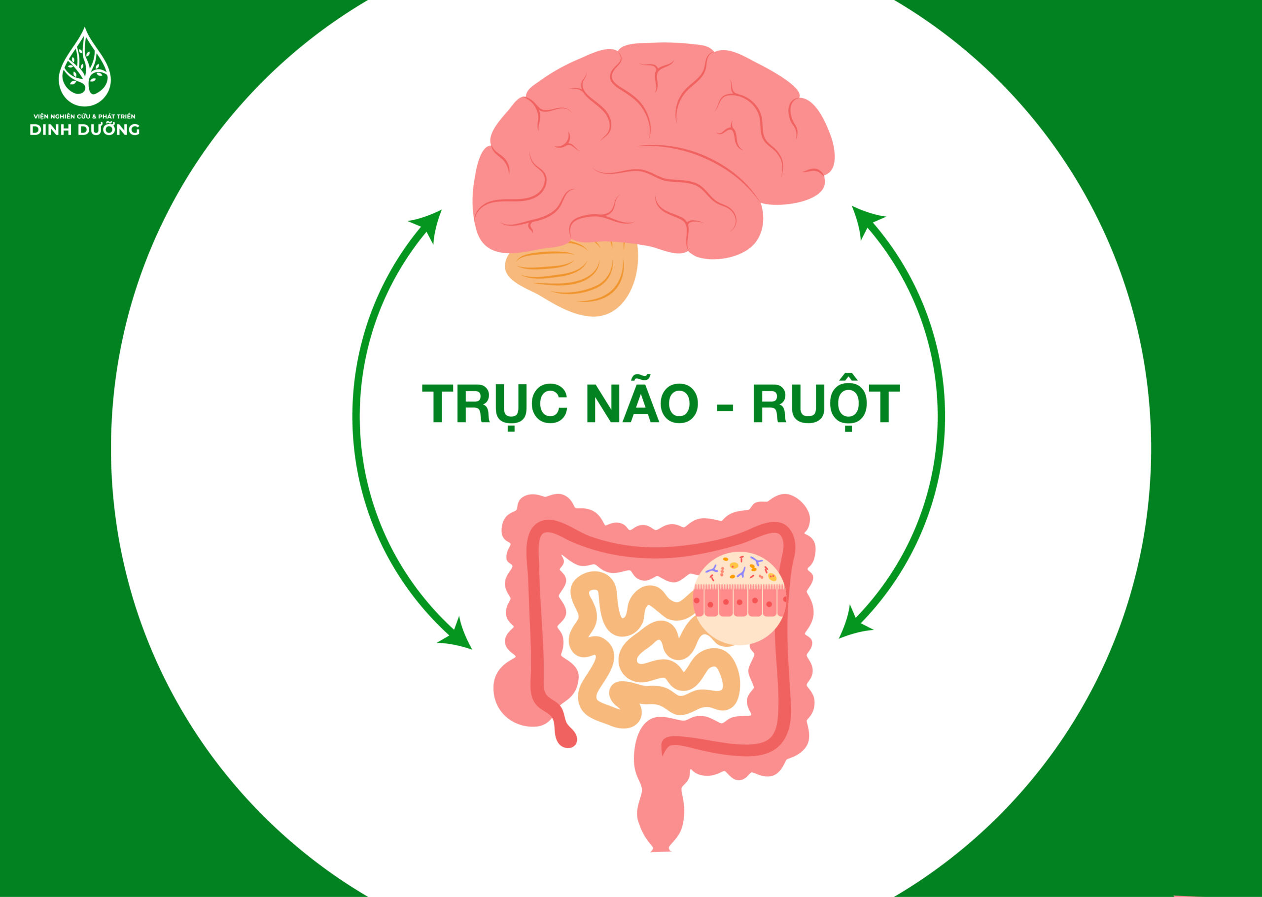 Trục não - ruột