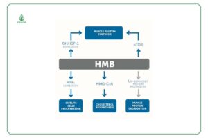 Các cơ chế hoạt động của HMB trong cơ thể con người